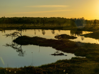 Wall Mural - spring landscape in the swamp.  small swamp lakes, mosses and swamp pines.  small island of swamp water and beautiful reflections
