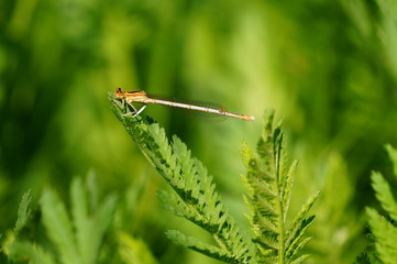 dragonfly on the grass