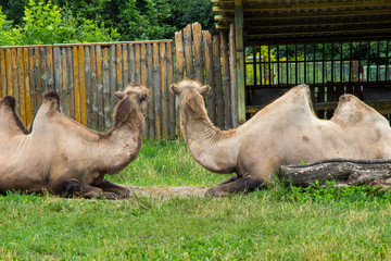 environmental protection, zoo. two two-humped camels lie on the grass