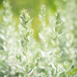 Wormwood Artemisia absinthium perennial herb of silvery color, with a strong aromatic odor and bitter wormwood famous 