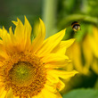 honey bee flies up to the Sunflower to the honey 