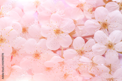 Blooming spring background.