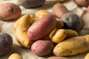 Canvas Print - Raw Organic Fingerling Potatoes