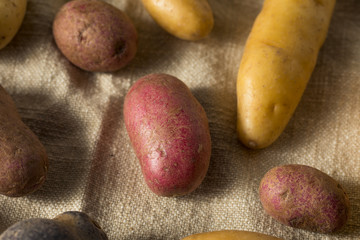 Canvas Print - Raw Organic Fingerling Potatoes