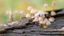 Small Mushrooms Grow In A Forest On A Rotten Tree