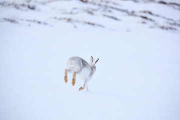 Wall Mural - Mountain hare sitting on white snow