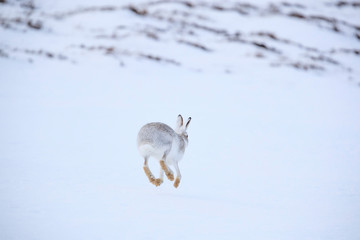 Wall Mural - Mountain hare sitting on white snow