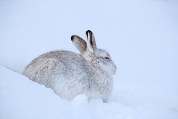 Wall Mural - Mountain hare sitting on white snow