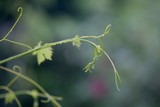 Fototapeta Na sufit - Green tree leaves and branches of grape