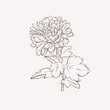 Vector dahlia flower. Autumn flowers bouquet.  Element for desig
