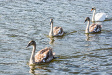 Three Young Grey Swans With Mother Swimming On The River