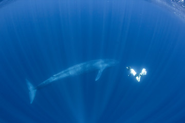 Wall Mural - Blue whale and snorkeler