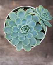 Overhead View Of A Single Succulent Plant