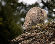 Bobcat Adult Playing In The Montana Fall Colors