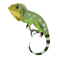 Wall Mural - Green iguana lizard. Isolated vector illustration. Flat cartoon style.	