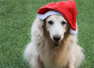 Close up image of golden retriever dog wearing red Christmas hat sitting on green grass