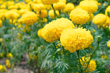 closeup marigold flower in garden