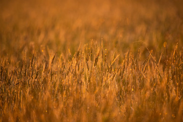 grass in the wind