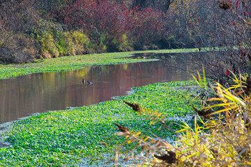 Wall Mural -  2019-07-15 DUCKS IN THE MERCER SLOUGH