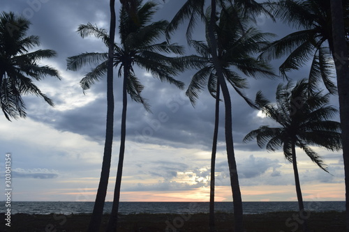 Obraz Dibond coconut tree
