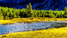 Fly Fishing In The Madison River As It Flows Through The Western Most Part Of Yellowstone National Park Along Highway 191 In Wyoming, United States Of America