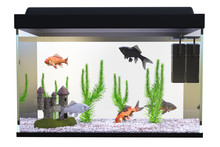 Fish Tank / Aquarium With Gold Fish And Plants Isolated On White, 3d Render.