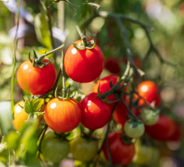 Ripe cherry tomatoes on a plant in the garden