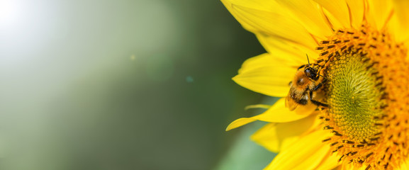 Wall Mural - Banner. Bumblebee. One large bumblebee sits on a yellow sunflower flower on a Sunny bright day. Macro horizontal photography