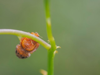 view of two Lady Beetles or Ladybird or Ladybug (Coccinellidae) mating on green branch with green nature blurred background.