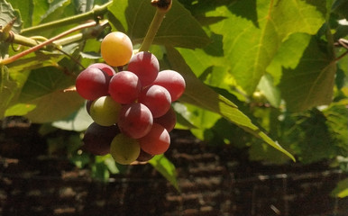 Ripe grapes on a branch grows in the vineyard Summer and autumn harvest