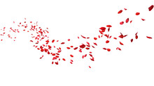 Red Rose Petals Floating In Curve Flow Path On A White Background