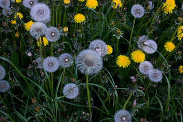 white and yellow dandelions among the grass