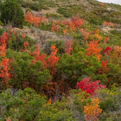 Wall Mural - Square Colorful orange foliage on autumn trees at twilight