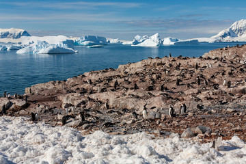 Wall Mural - Gentoo Penguin colony - Cuverville Island - Antarctica