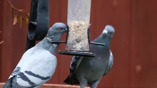 Feral Pigeons Stealing Seed From Small Bird Feeder In Urban Garden.