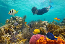 Caribbean Sea Colorful Coral Reef With Tropical Fish And A Man Snorkeling Underwater