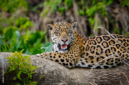 Magnificent Jaguar resting on a tree trunk at the river edge, facing camera, Pan Poster Mural XXL