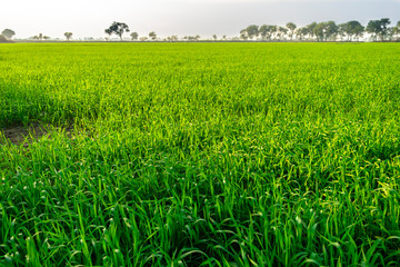 Wall Mural - Landscape View Of Wheat FIelds