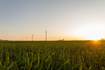 A line of electric poles with cables of electricity in a field with a forest in background in autumn during sunset.