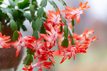 Blooming Schlumbergera Christmas cactus houseplant in flower pot. Thanksgiving cactus. Close-up.