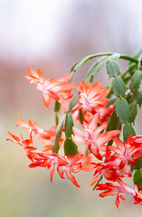 Wall Mural - Schlumbergera, flowering Christmas cactus, Thanksgiving cactus. Close-up.