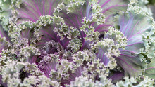 Leaves Of Decorative Cabbage On The Nature