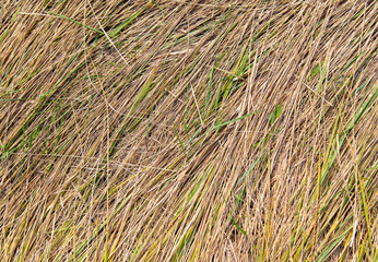 Autumn grass as abstract background