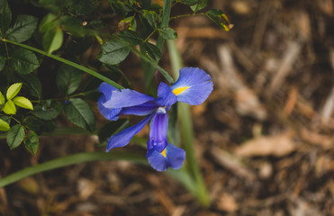 blue flowers in garden