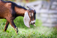 Anglo Nubian Goat Eating Grass On Beautiful Meadow In Summer Time. Head Detail Or Close Up.