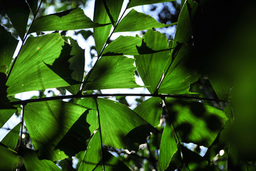 Poster - Green leaves and sunlight in morning. Spring blurred background
