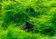 green submerged freshwater scenery