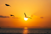 Sunset View With Seagulls And Sea.