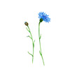 blue cornflower flower, drawing by colored pencils