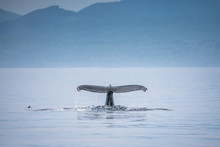 Canada, British Columbia. Humpback Whale Tail In Victoria